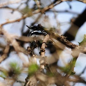 Grey-headed Batis at Hawassa, 16/10/14
