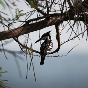 Pied Kingfisher at Hawassa, 16/10/14