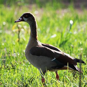 Egyptian Goose at Hawassa, 16/10/14