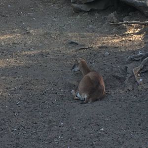 Mouflon