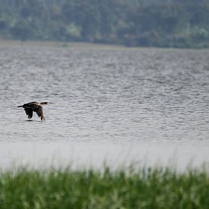 White-breasted Cormorant at Hawassa, 16/10/14