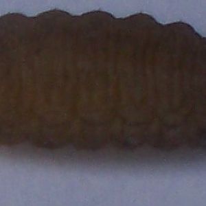 UPPER SERFACE OFUNKNOWN LARVA