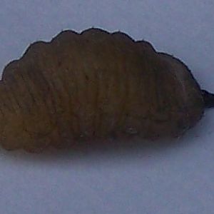 larval ID