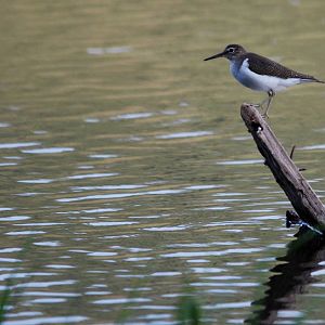 Common Sandpiper at Hawassa, 16/10/14