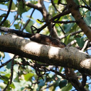Gambian Sun Squirrel at Hawassa, 16/10/14