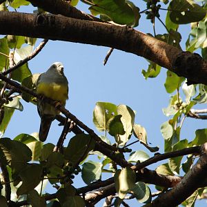 Bruce's Green Pigeon at Hawassa, 16/10/14