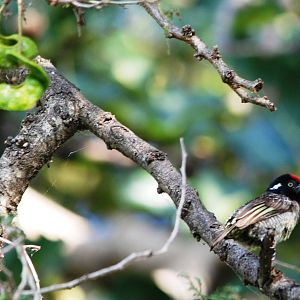 Banded Barbet at Hawassa, 16/10/14