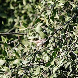 Tawny-flanked Prinia at Hawassa, 16/10/14