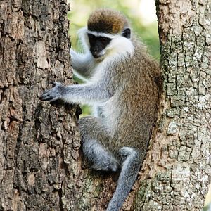Grivet Monkey at Hawassa, 16/10/14
