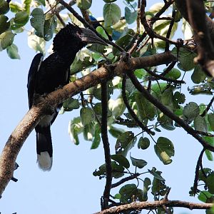 Silvery-cheeked Hornbill at Hawassa, 16/10/14