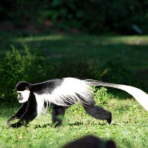 Eastern Guereza at Hawassa, 16/10/14