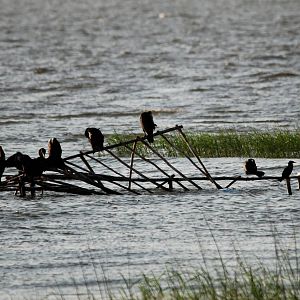 Cormorants at Hawassa, 16/10/14
