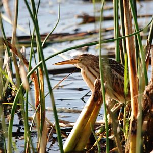 Little Bittern at Hawassa, 16/10/14