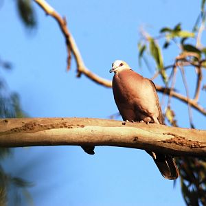 Red-eyed Dove at Hawassa, 16/10/14