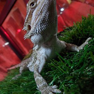 Bearded dragon
