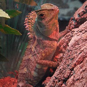 Javan humphead lizard