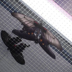 Mating Papilio memnon
