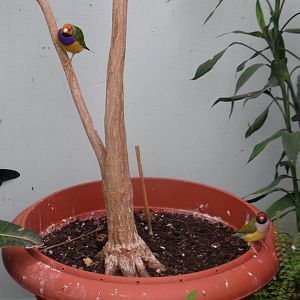 Gouldian finches
