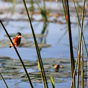 Malachite Kingfisher at Hawassa, 16/10/14
