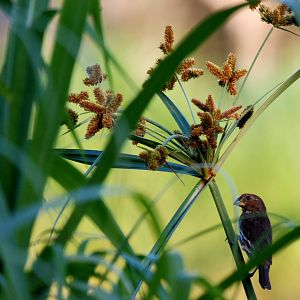 Thick-billed Weaver at Hawassa, 16/10/14