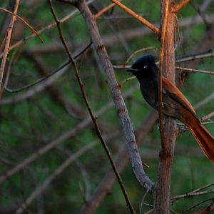 African Paradise Flycatcher at Hawassa, 16/10/14
