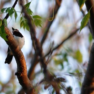 Brown-throated Wattle-eye at Hawassa, 16/10/14