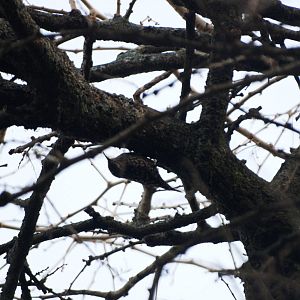 Spotted Creeper at Hawassa, 17/10/14