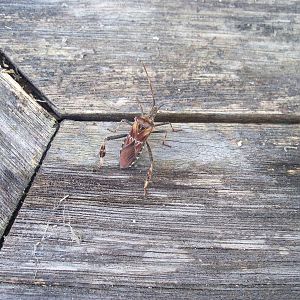 another shot, to may be help ID