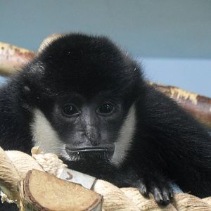 Black crested gibbon