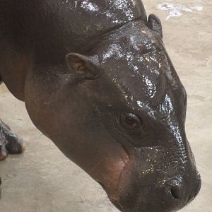 Pygmy hippo portrait