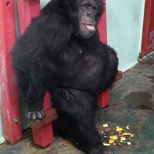 Female chimpanzee