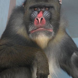 Mandrill