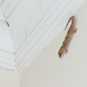 Gecko at Hawassa, 16/10/14