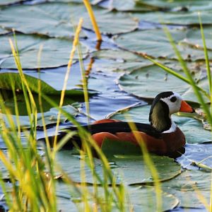 African Pygmy Goose at Hawassa, 16/10/14