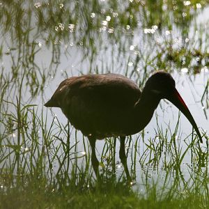 Hadada Ibis at Hawassa, 16/10/14