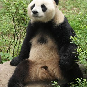 Giant Panda