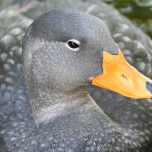 Flightless steamer duck