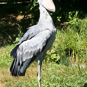Shoebill