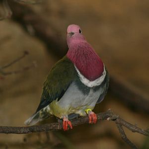 Pink-headed fruit-dove