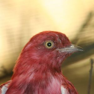 Pompadour cotinga