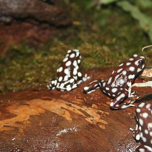 Rio Moranon Poison Frog
