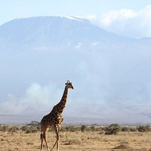 Amboseli