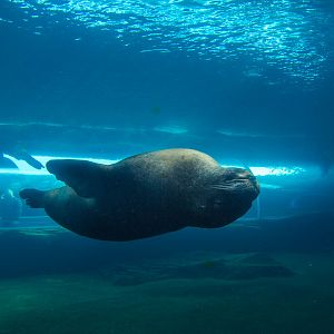 Patagonian sea lion : Colchester : 18 Oct 2014