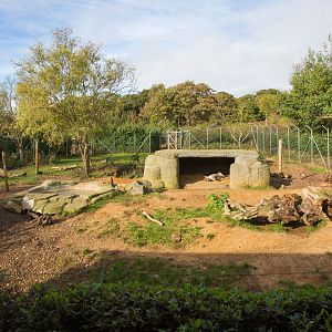 Spotted hyena : Colchester : 18 Oct 2014