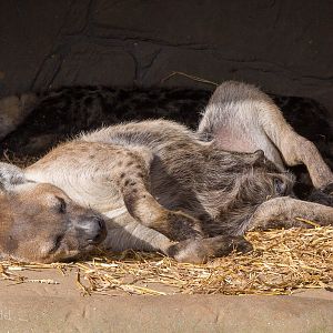 Spotted hyena : Colchester : 18 Oct 2014