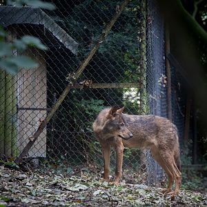 Iberian wolf : Howletts : 14 Oct 2014