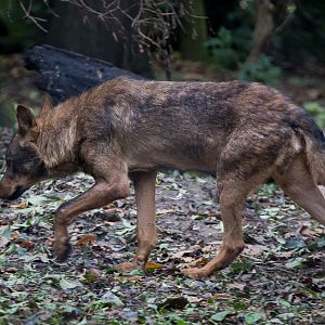 Iberian wolf : Howletts : 14 Oct 2014
