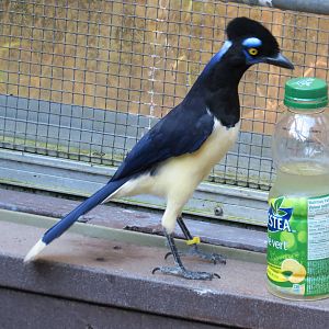 Plush-Crested Jay
