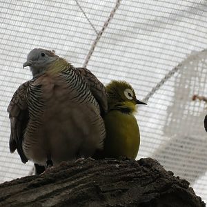 Zebra Dove and White-eye