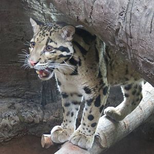 Clouded Leopard